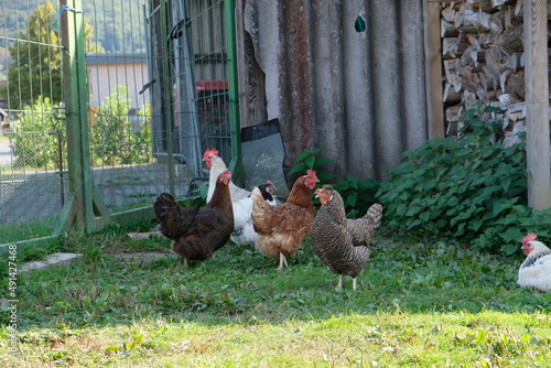 FU 2020-09-13 Herchen 711 Auf der Wiese stehen Hühner vor einem Schuppen