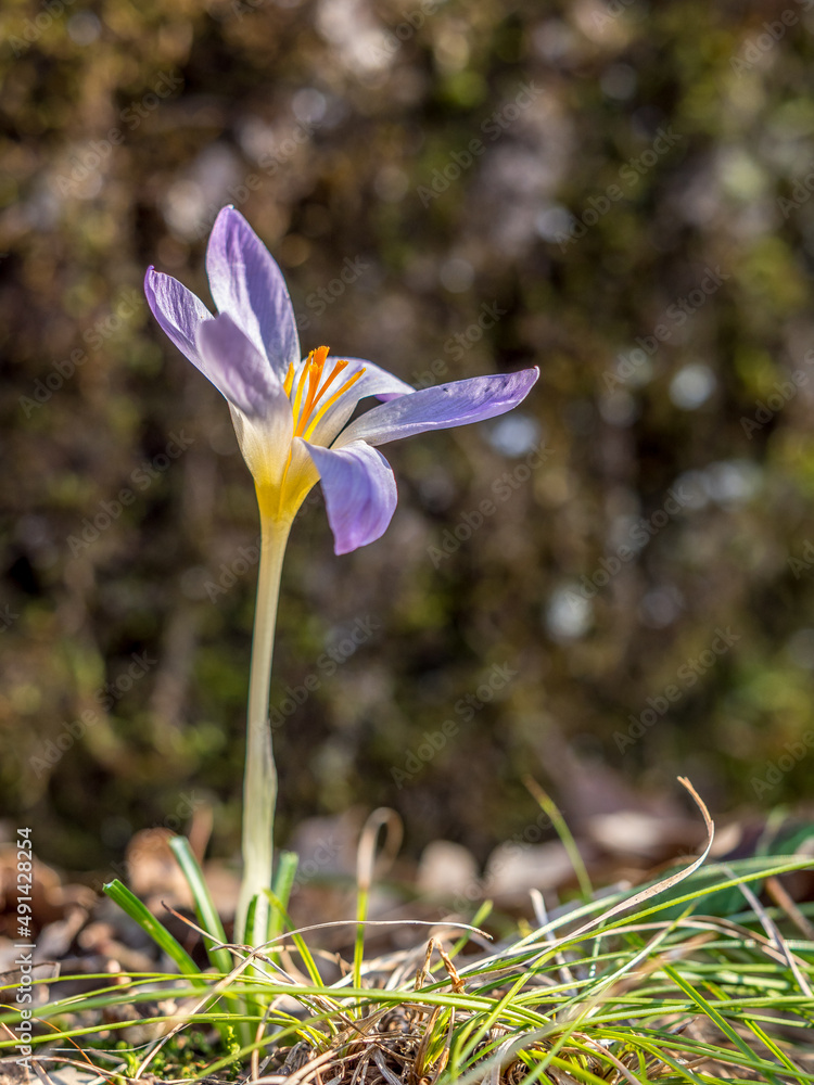 Arrival of spring with the first crocuses in the forest, Provence Arrival of spring with the first crocuses in the forest, Provence