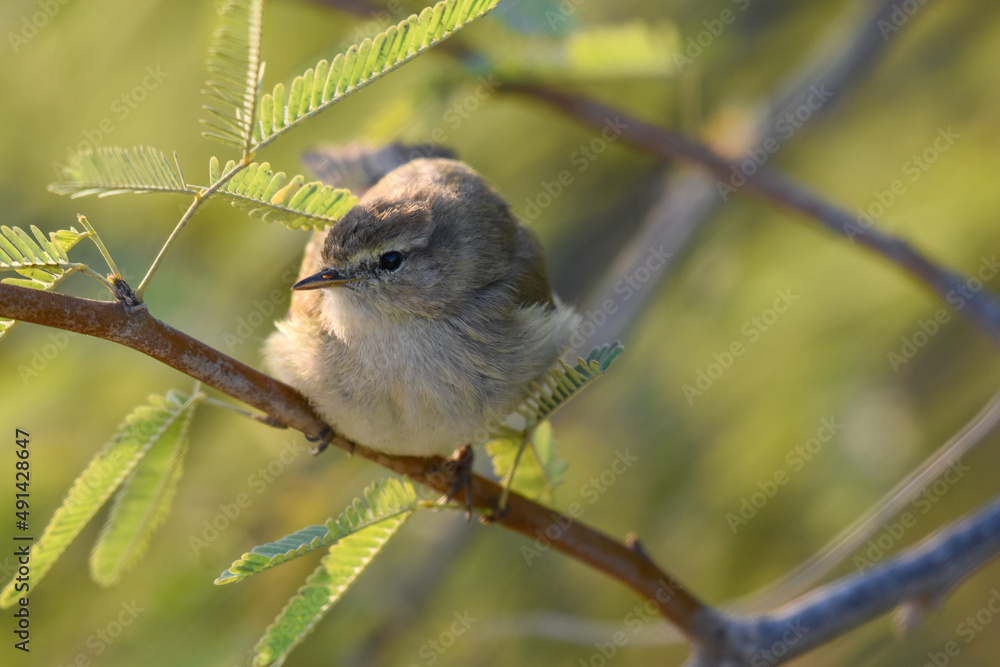 Common chiffchaff into the bush Common chiffchaff into the bush