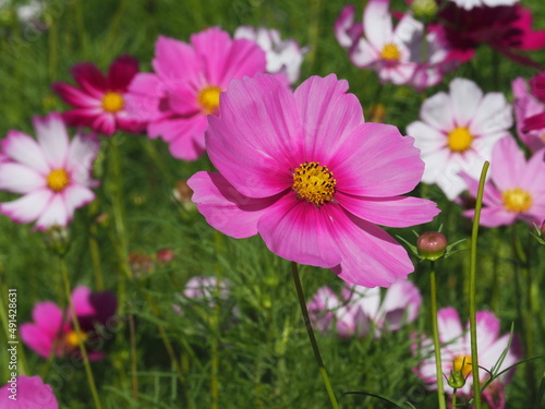 Select focus of Sulfur Cosmos  or Mexican Daisy  Light pink  pink purple  pinkish white has fragile petals of various colors that bloom in the sunlit garden. Scientific name  Cosmos bipinnatus Cav. 