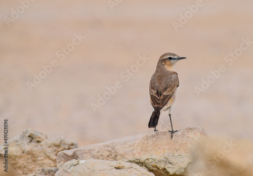 Desert wheatear on a rock