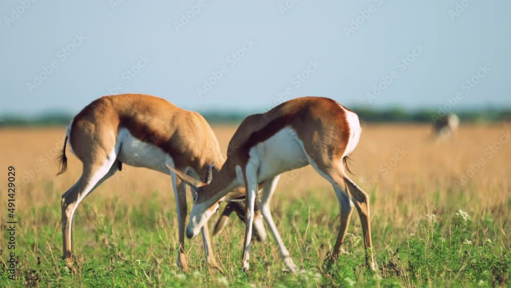 Full tracking shot of two Springboks locking horns in the grasslands of Central Kalahari Game Reserve in Botswana Southern Africa Full tracking shot of two Springboks locking horns in the grasslands of Central Kalahari Game Reserve in Botswana Southern Africa