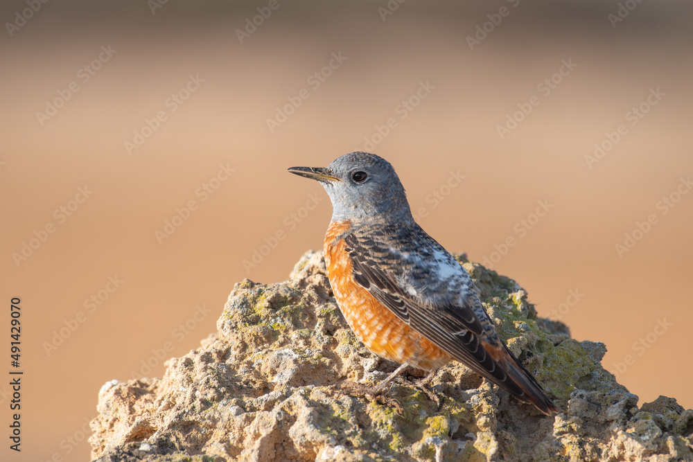 Rufous-tailed rock thrush on the top Rufous-tailed rock thrush on the top