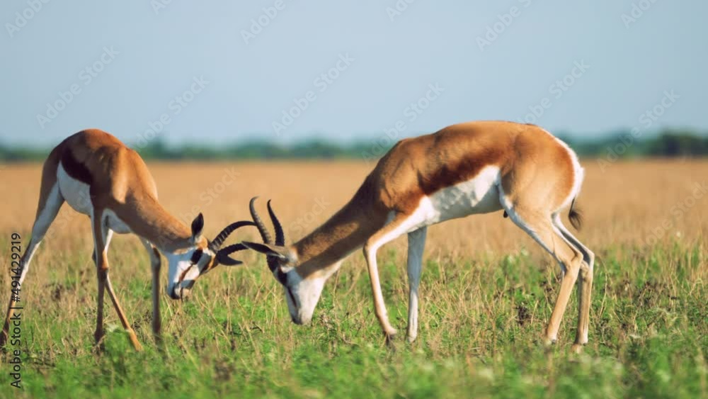 Full tracking shot of two Springbok fighting in the grasslands of Central Kalahari Game Reserve in Botswana Southern Africa Full tracking shot of two Springbok fighting in the grasslands of Central Kalahari Game Reserve in Botswana Southern Africa