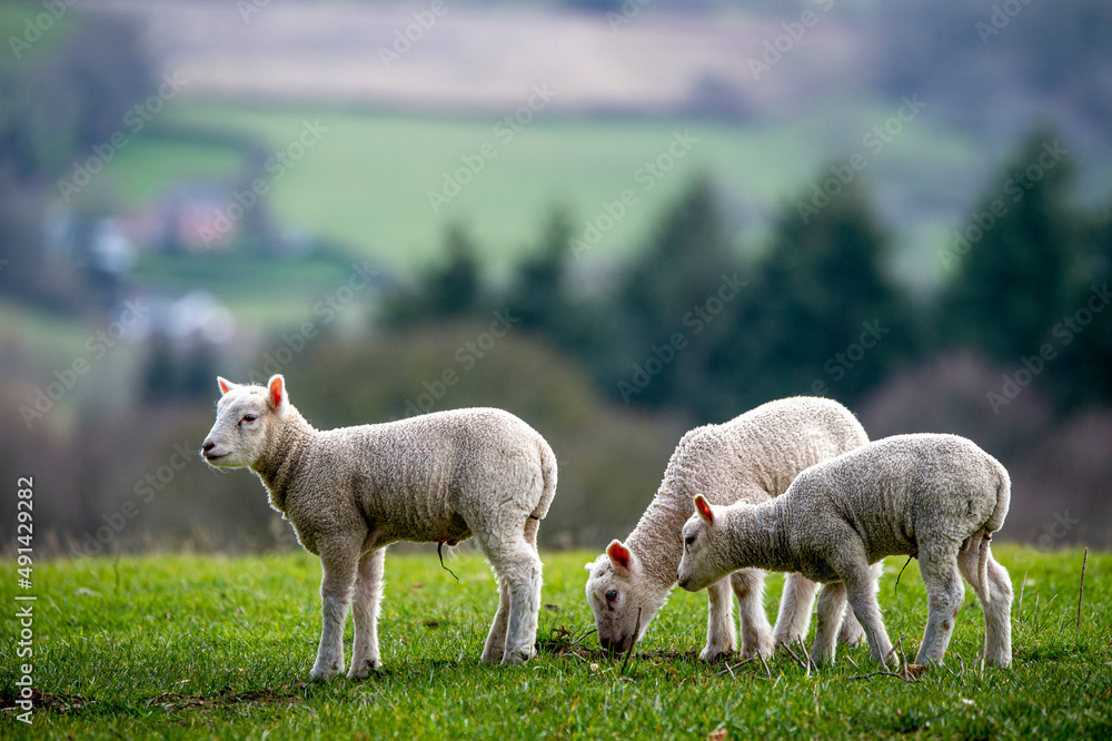 Obraz premium sheep and lambs