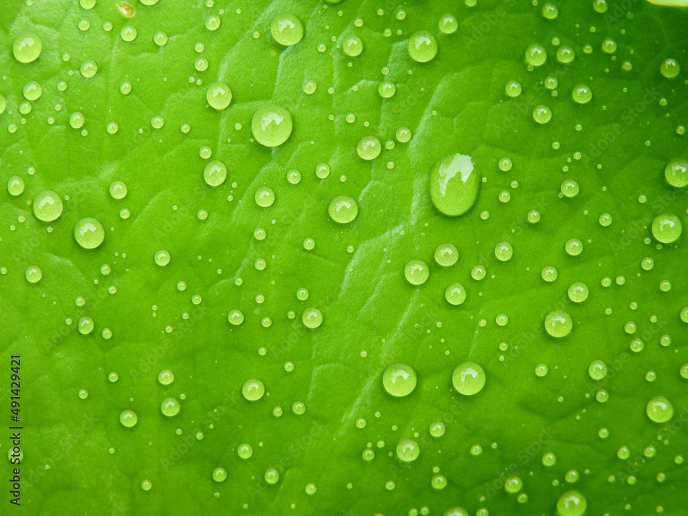 close up water drops on green lotus leaf after rain