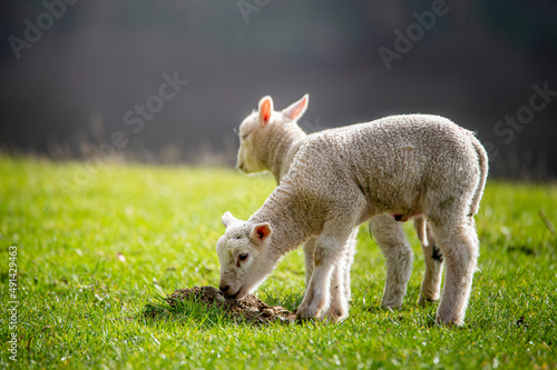 little lamb on the grass