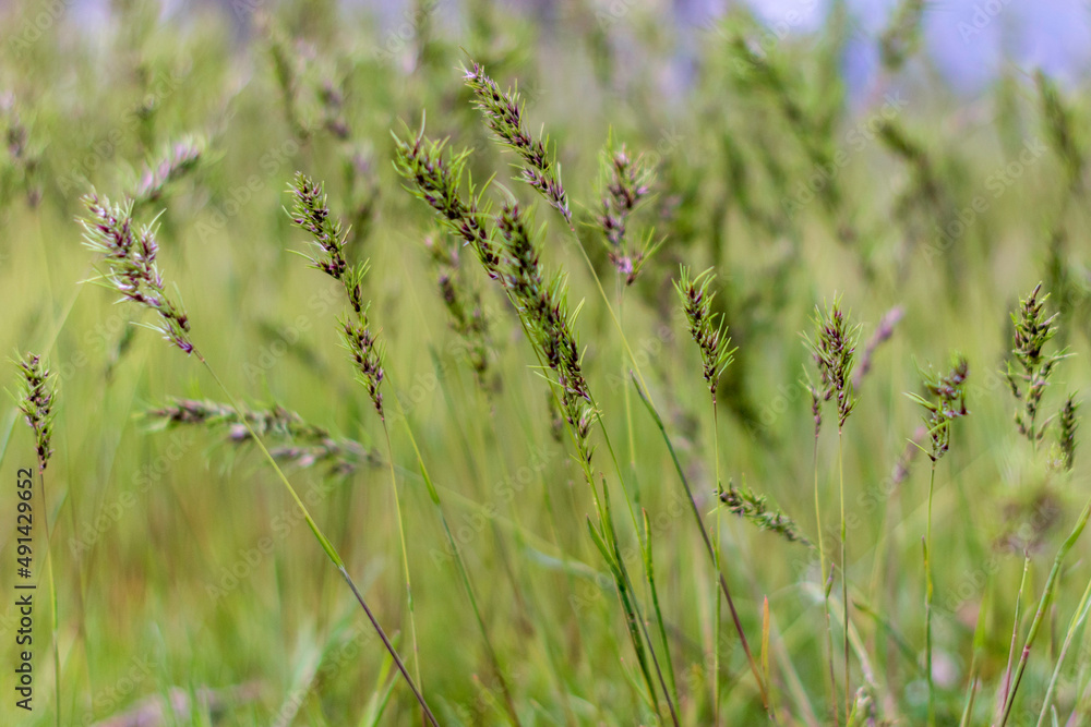 Poa pratensis green meadow grass.Grass Seeds.Natural background.Soft focus,blur - obrazy, fototapety, plakaty 