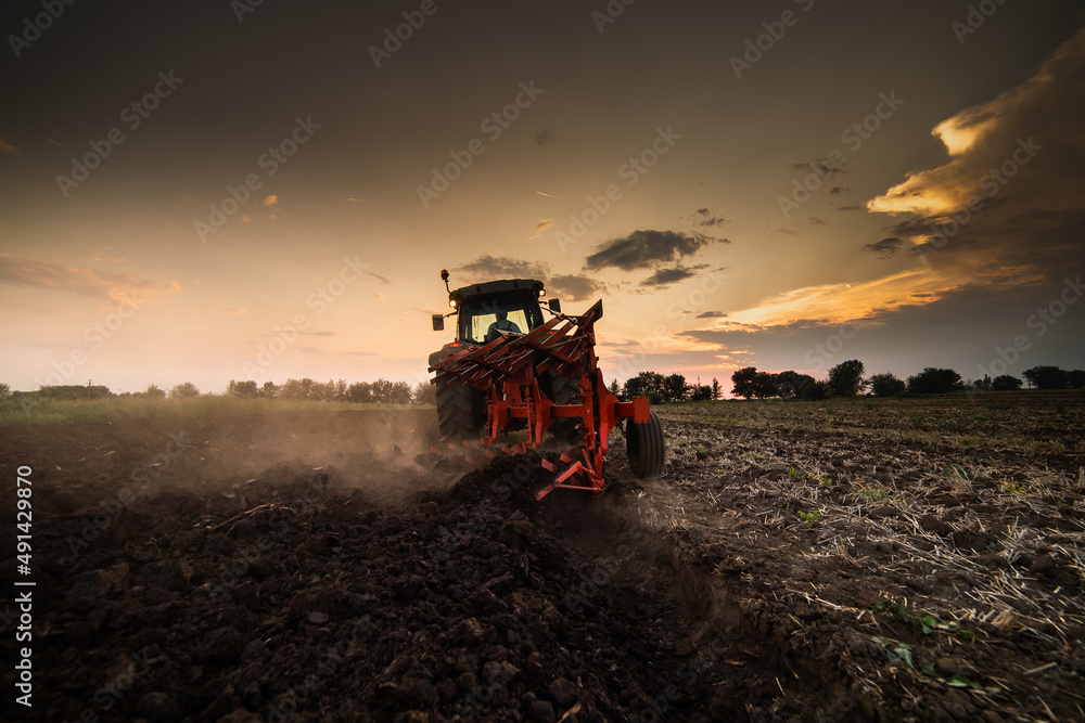 Fototapeta premium Tractor on the field during sunset.