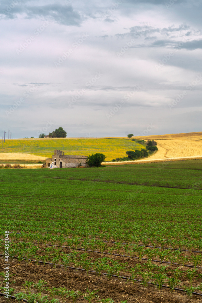 Country landscape in Basilicata, Italy, at summer