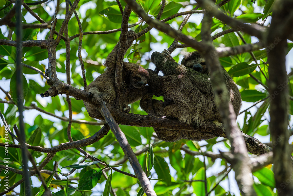 Obraz premium Sloths with baby in tree II
