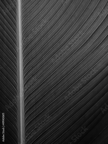 black leaf texture or background