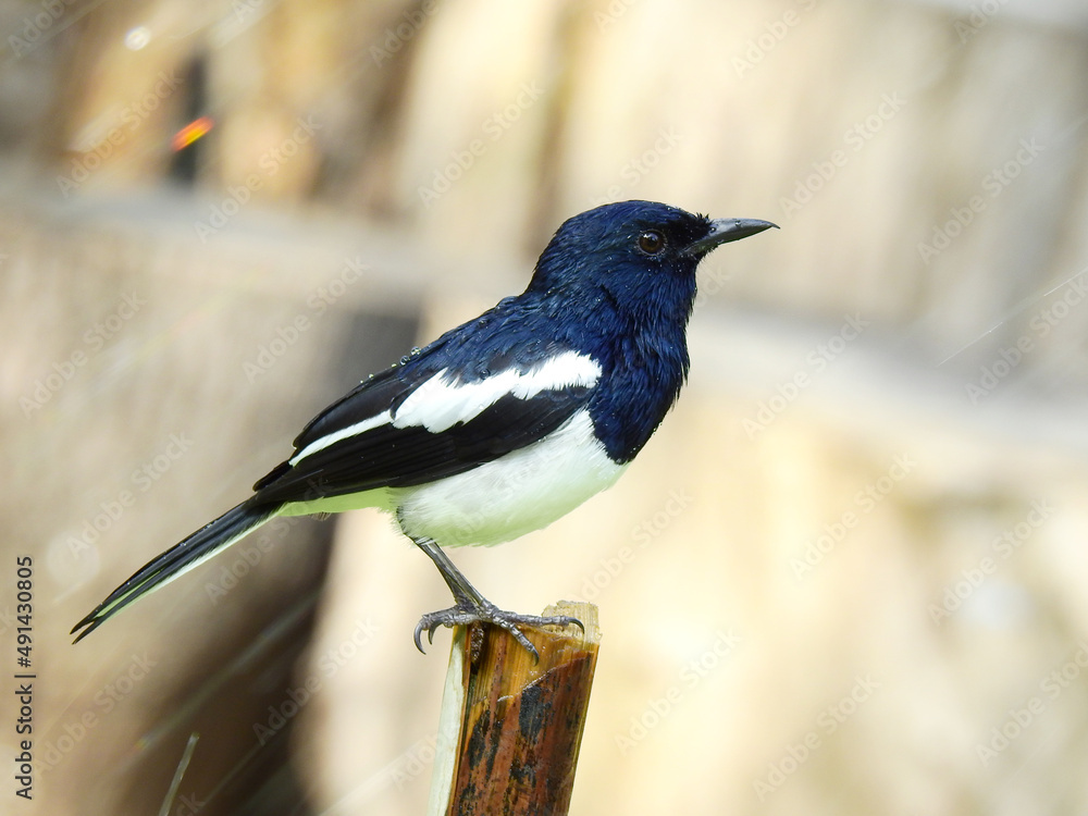 Naklejka premium male Oriental magpie robin bird ( Copsychus saularis ) perching on wooden pole in the raining