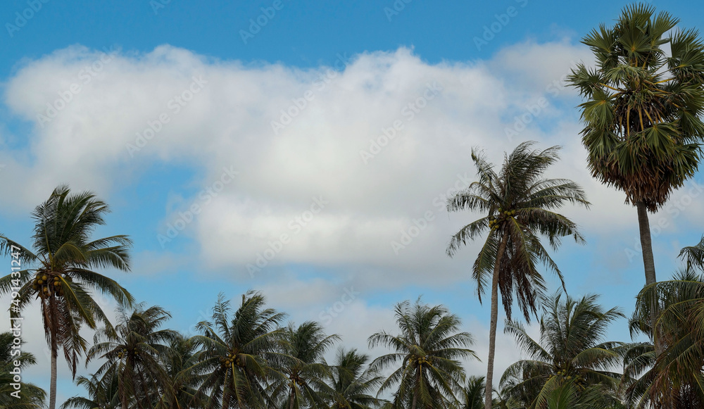 Summer image with palm trees against blue sky and panorama, tropical Caribbean travel destination.