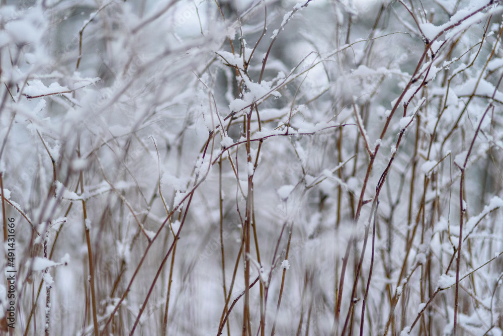 Obraz premium Snow covered tree branches at winter day