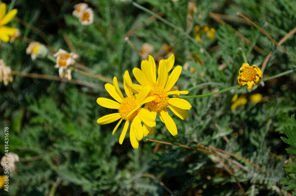Yellow Anthemis marschalliana blossom in the garden closeup