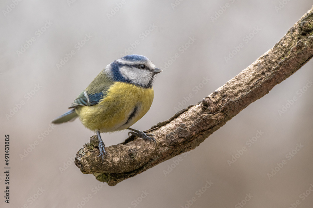 Blaumeise auf Ast