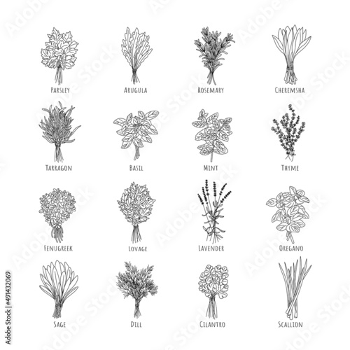 Bunch of herbs set Oregano, Fenugreek, Rosemary, Mint, Arugula, Thyme, Parsley, Lavender, Tarragon, Basil, Dill, Scallion, Ramson, Cilantro, Sage, Lovage. Editable line.