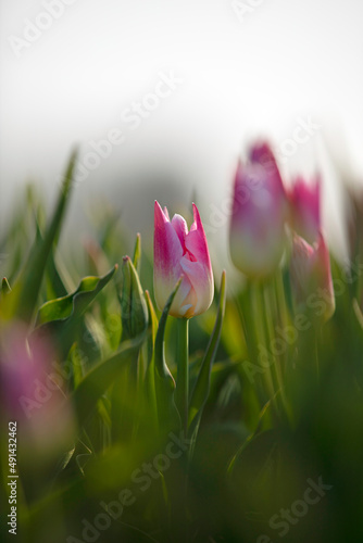 Double colour tulip, pink and white in tulip field, bokeh and lens blurred, macro, bi-coloured © Sonja