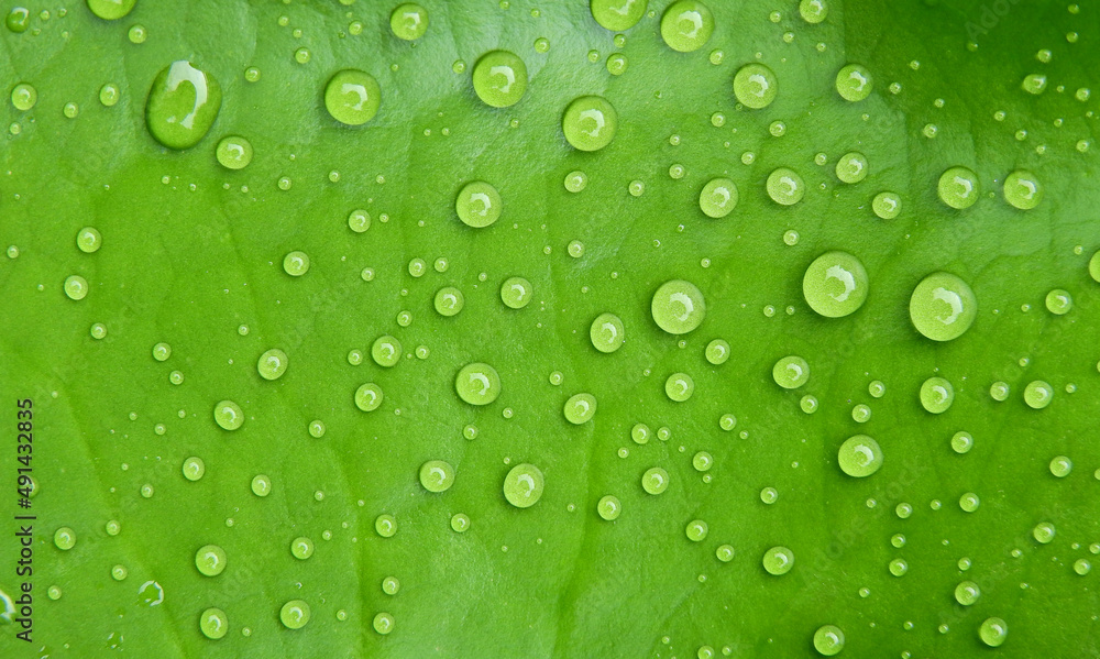 water drops on green lotus leaf after rain