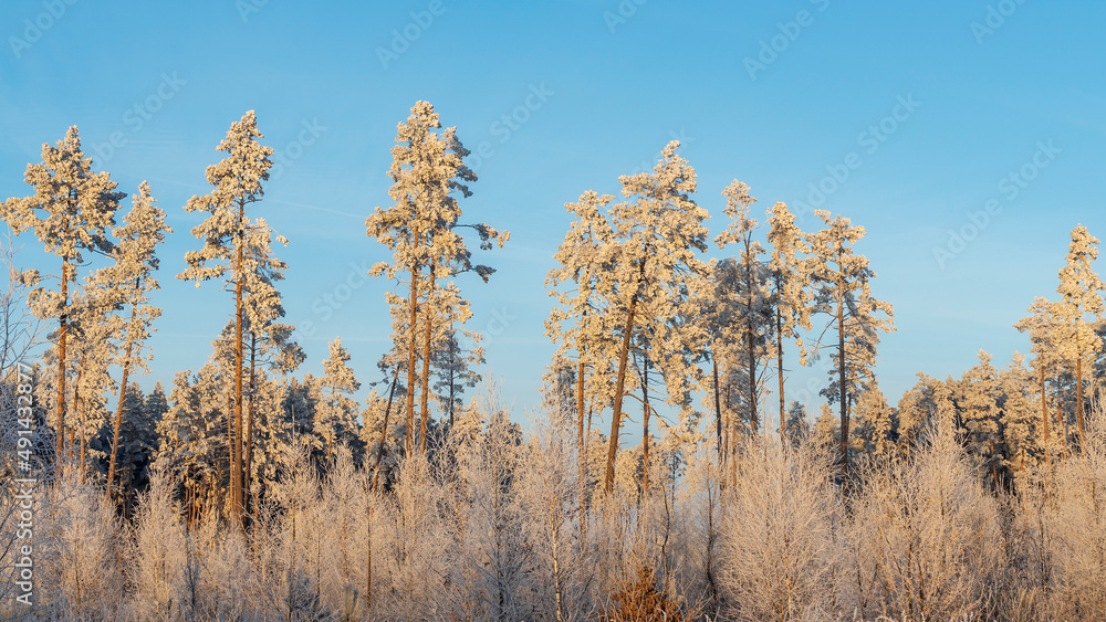 Winter landscape with snowy bushes and trees on blue sky background. Plants are covered with hoar frost. Winter landscape with snowy bushes and trees on blue sky background. Plants are covered with hoar frost.
