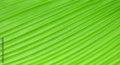 abstract green blur with line background