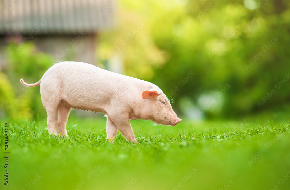 Young pig is walking on the green grass. Happy piglet on the meadow. Young pig is walking on the green grass. Happy piglet on the meadow.