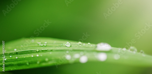 Drops of transparent rain water on a green leaf macro. Natural green background.