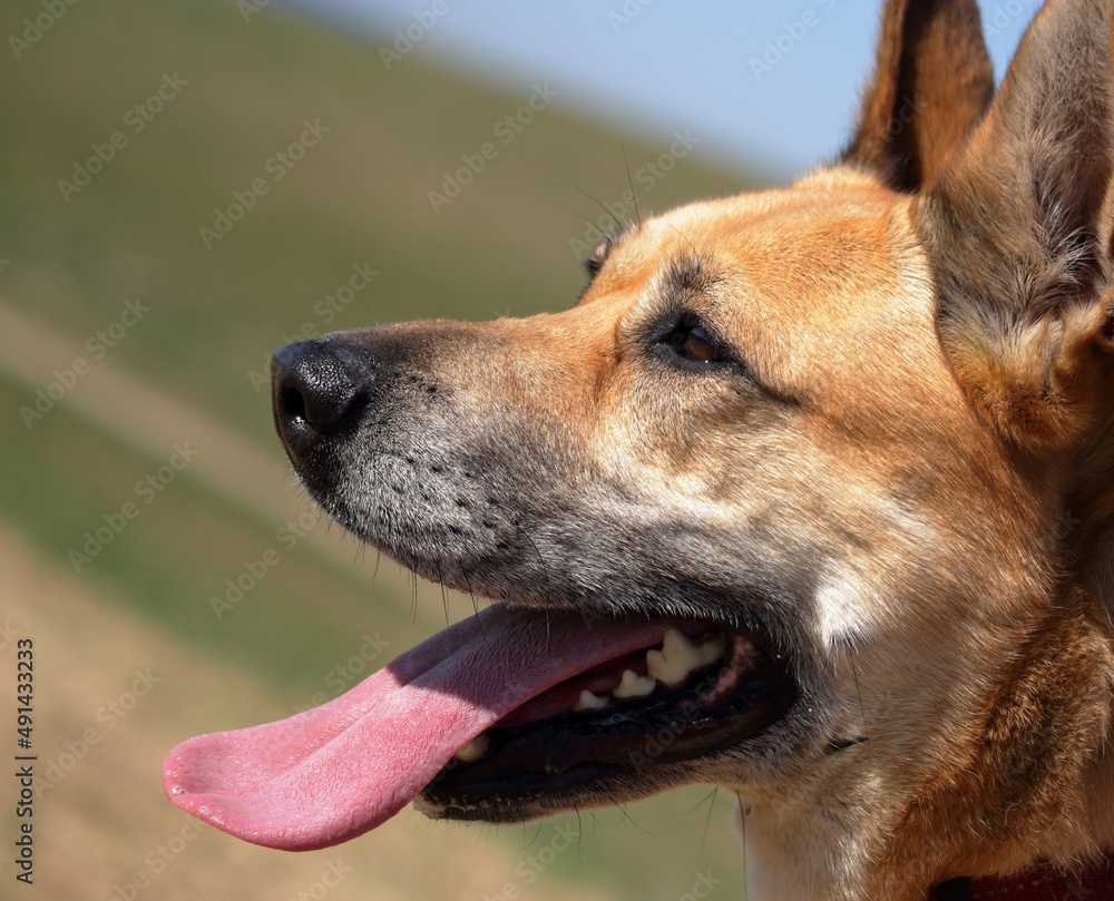 portrait of a dog portrait of a dog