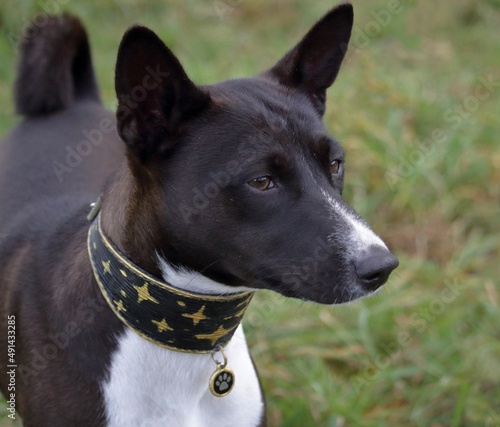 portrait of a dog