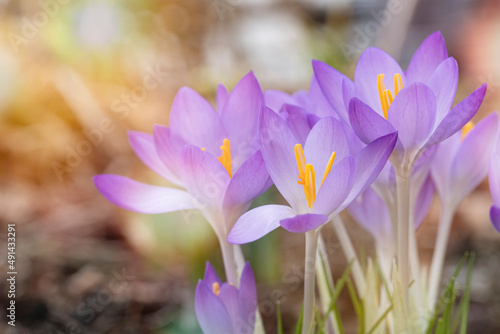 Crocuses bloom in late winter early spring photo