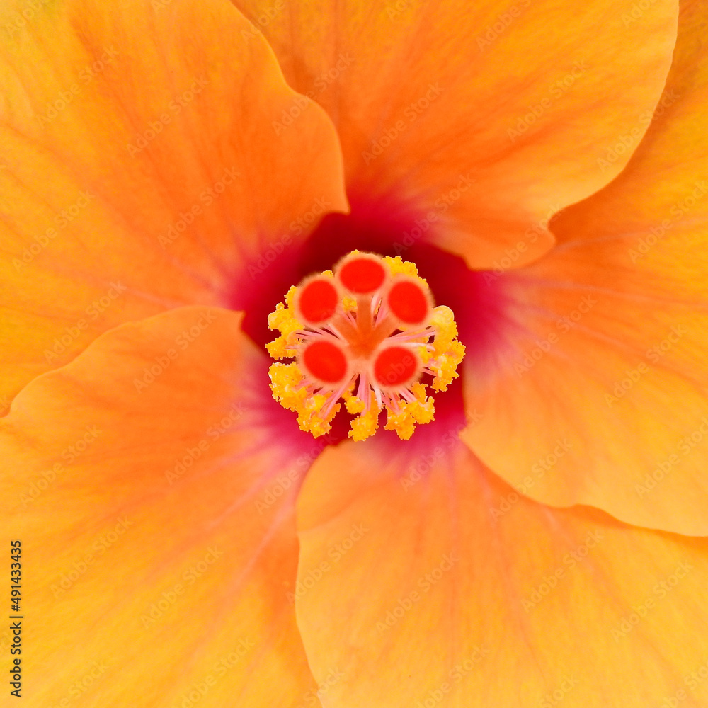 closeup pollen of orange shoe flower ( Hibiscus rosa sinensis ) closeup pollen of orange shoe flower ( Hibiscus rosa sinensis )