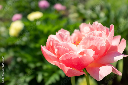 Wallpaper Mural A singler beautiful peony bud on blurred flower background, side view. Flower bud. Pink peony shot at close range for poster, calendar, post, copy space for your design or text Torontodigital.ca