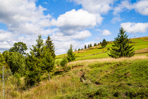 Fototapeta Naklejka Na Ścianę i Meble -  fields covered with grass and conifers on a mountain hill.