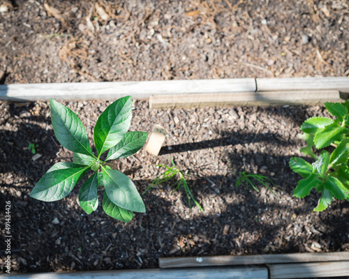 Top view young bitter leaf plant (Vernonia amygdalina) growing on narrow wooden raised bed garden near Dallas, Texas, America photo