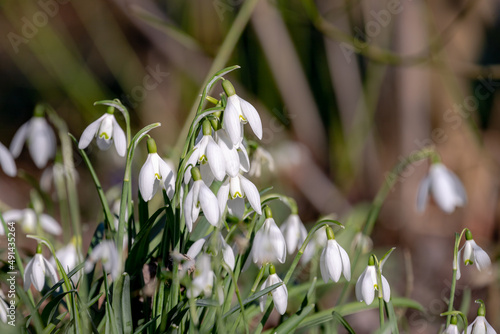 Selective focus group of white small flower, Galanthus nivalis growing on the ground, Snowdrop is the best known and most widespread of the 20 species in its genus, Galanthus, Nature floral background © Sarawut