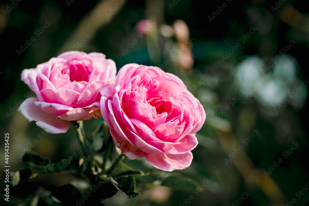 beautiful pink rose blooming in the garden beautiful pink rose blooming in the garden