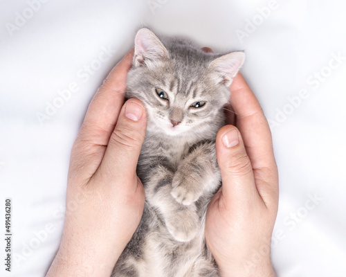 A small kitten lies in the hands of a man on a white bed, top view. Cozy afternoon nap with pets. Pet owner and his pet.