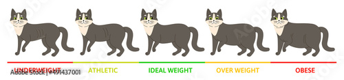 Cat Weight Stages Concept