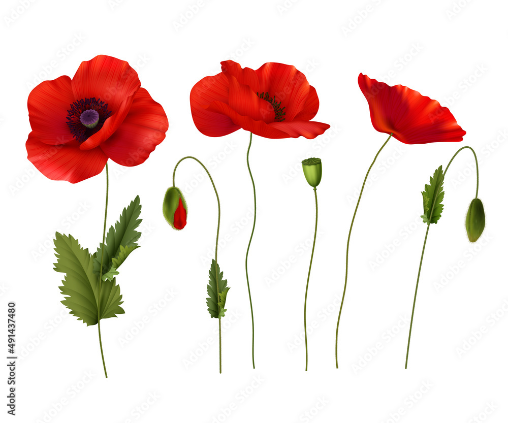 Obraz premium Red Poppies Flowers Realistic Set
