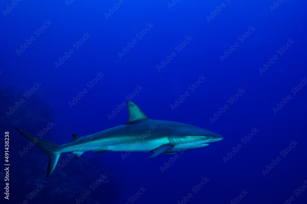 An impressive sized reef shark patrols the top of Bloody Bay Wall in Little Cayman. In this shot the magnificent creature is off the reef against the dramatic blue backdrop of the surrounding ocean An impressive sized reef shark patrols the top of Bloody Bay Wall in Little Cayman. In this shot the magnificent creature is off the reef against the dramatic blue backdrop of the surrounding ocean