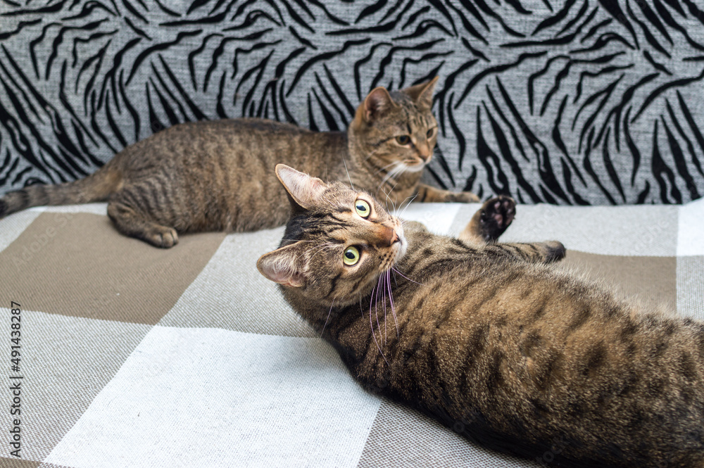Naklejka premium Two cats lie together on the bed. Portrait