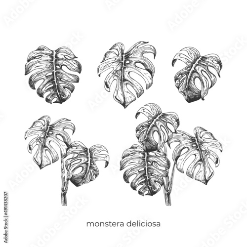 186_monstera deliciosa_set of illustrations, monstera deliciosa leaf, carved, detailed, graphics, black on white