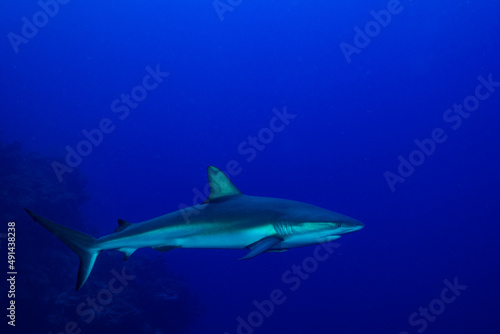 An impressive sized reef shark patrols the top of Bloody Bay Wall in Little Cayman. In this shot the magnificent creature is off the reef against the dramatic blue backdrop of the surrounding ocean