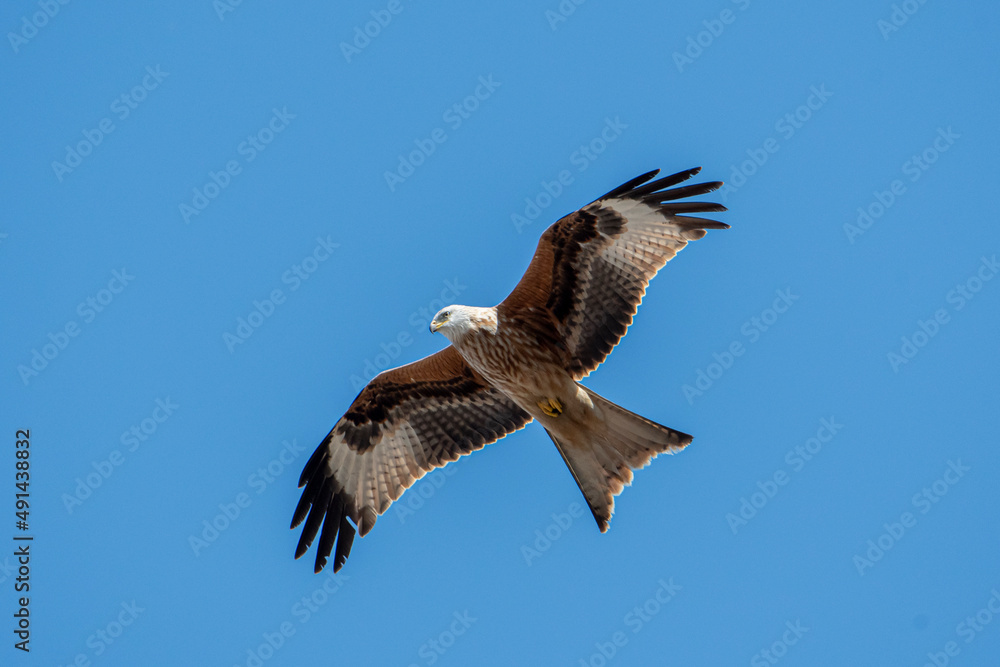 Obraz premium Nibbio reale