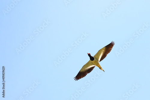 Red-wattled lapwing bird flying in the sky.