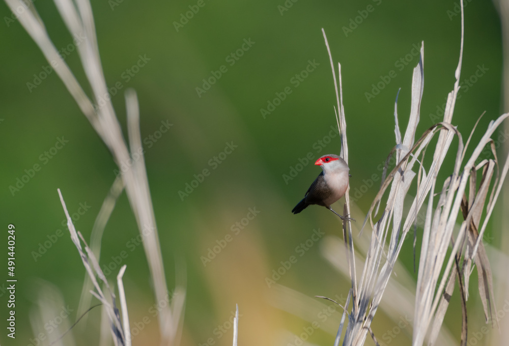 Common Waxbill bird, Estrilda astrild, perched in the tall grass in a field against a green background. Common Waxbill bird, Estrilda astrild, perched in the tall grass in a field against a green background.