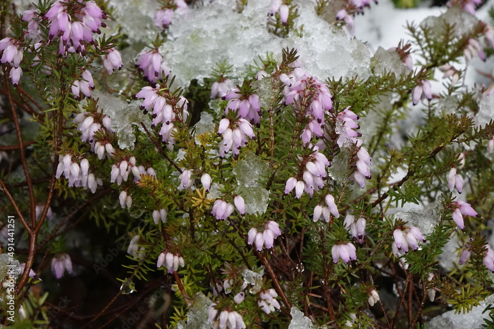 Close-up of pink heath under wet snow, concept: winter, cold, cover, melt, spring, new life (horizontal), Dahlbruch, NRW, Germany Close-up of pink heath under wet snow, concept: winter, cold, cover, melt, spring, new life (horizontal), Dahlbruch, NRW, Germany