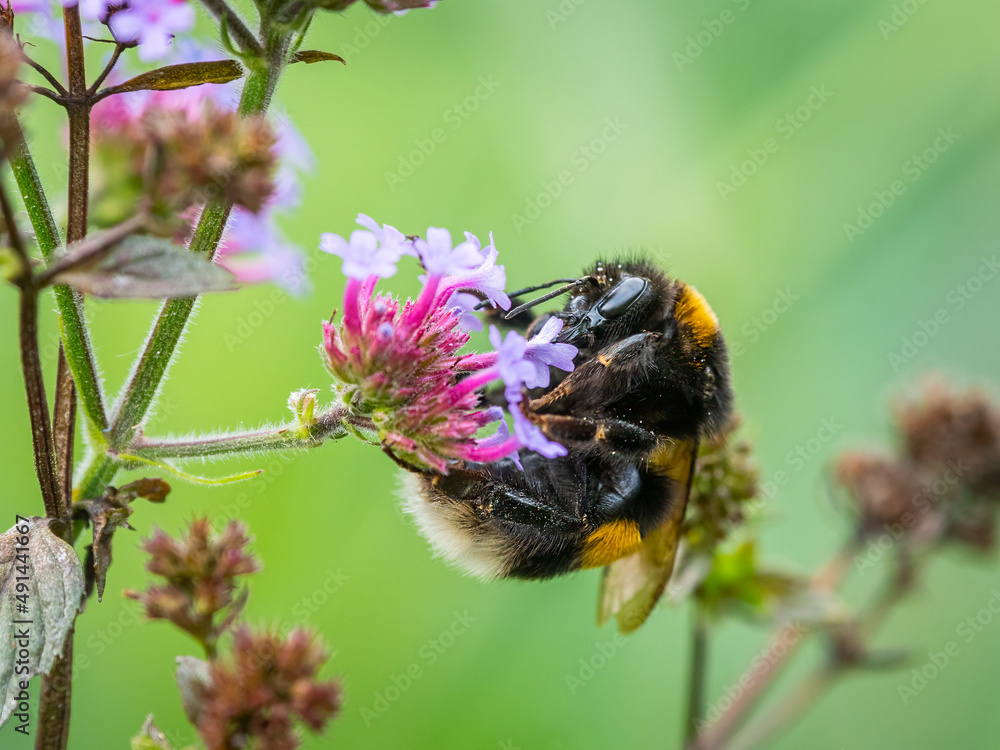 A large earth bumblebee feeding on a pretty verbena A large earth bumblebee feeding on a pretty verbena