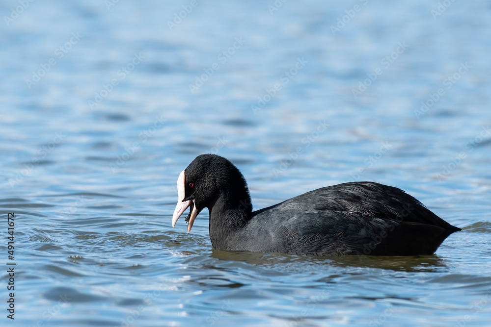 A Eurasian Coot swimming on a lake A Eurasian Coot swimming on a lake